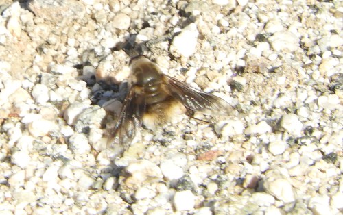 iNaturalist observation photo of Triploechus