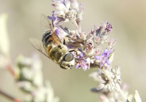 iNaturalist observation photo of Yellow-shouldered Drone Fly