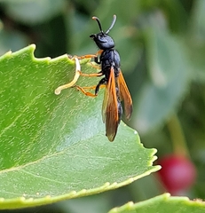 Protodiscoelius merula