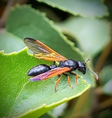 Protodiscoelius merula