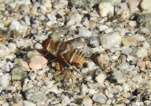 iNaturalist observation photo of Lepidanthrax