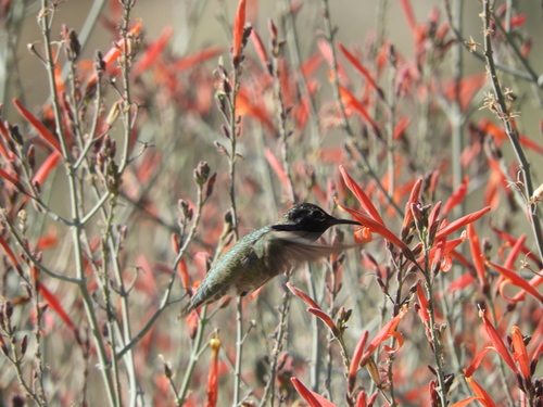 iNaturalist observation photo of Costa's Hummingbird