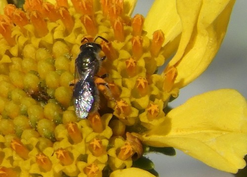 iNaturalist observation photo of Metallic Sweat Bees