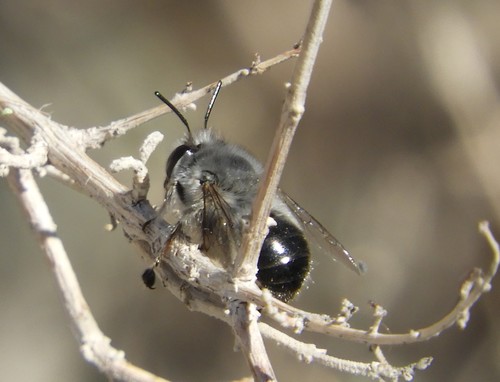 iNaturalist observation photo of Common Digger Bees