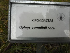 Ophrys bertolonii bertolonii
