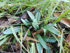 Ophrys bertolonii bertolonii