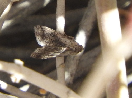 iNaturalist observation photo of Butterflies and Moths
