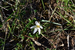 Colchicum hungaricum