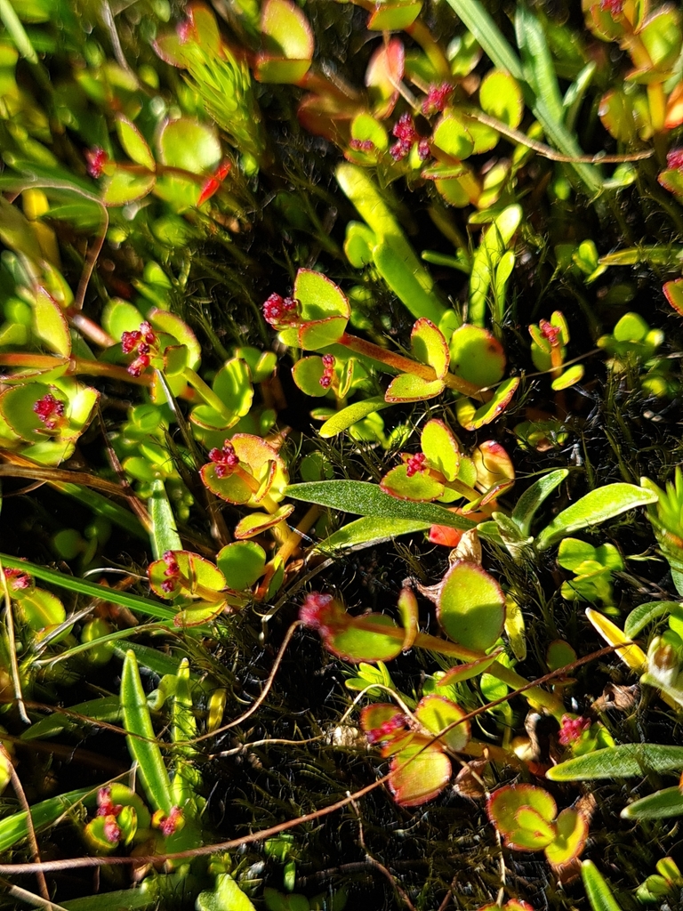 creeping raspwort from 7073, New Zealand on January 01, 2022 at 04:27 ...