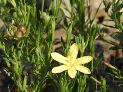 Menodora integrifolia