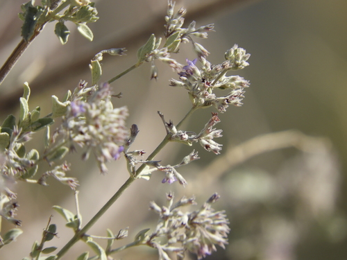 iNaturalist observation photo of desert lavender