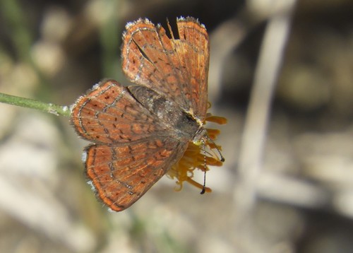 iNaturalist observation photo of Wright's Metalmark