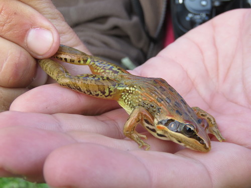 Erlanger's Grassland Frog