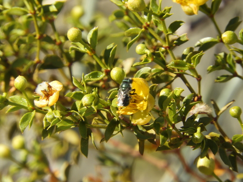 iNaturalist observation photo of Mason Bees