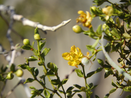 iNaturalist observation photo of Creosote Bush