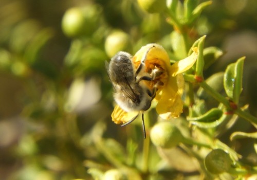 iNaturalist observation photo of Creosote Bush Ancylandrena