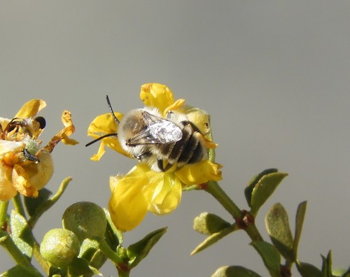 iNaturalist observation photo of Creosote Bush Ancylandrena