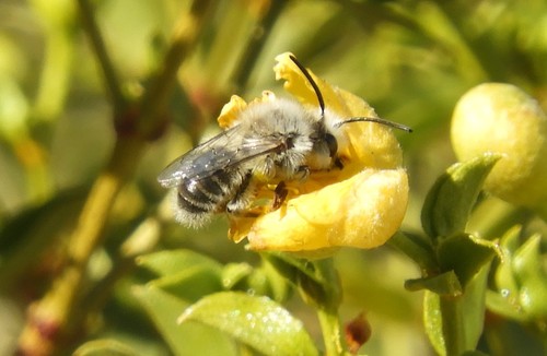 iNaturalist observation photo of Creosote Bush Ancylandrena