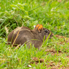 Galea spixii