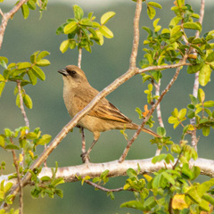 Agelaioides fringillarius