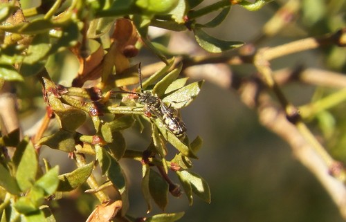 iNaturalist observation photo of Nomad Bees