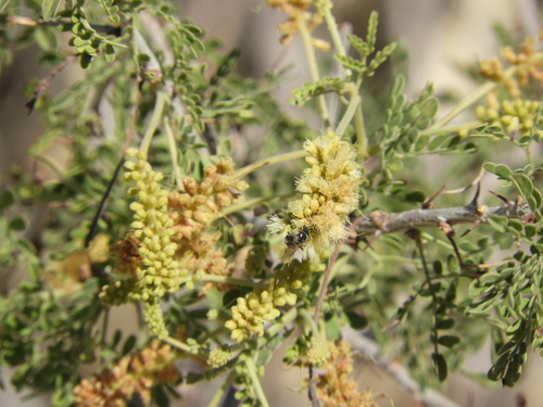 iNaturalist observation photo of Catclaw Acacia