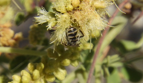 iNaturalist observation photo of Seladonia