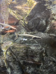 Ptychocheilus lucius