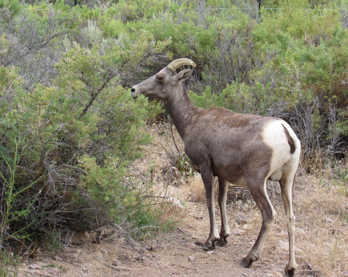 Rocky Mountain Bighorn Sheep photographed in Idaho