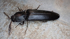 Pseudotetralobus