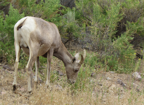 Rocky Mountain Bighorn Sheep photographed in Idaho