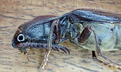 Pseudotetralobus