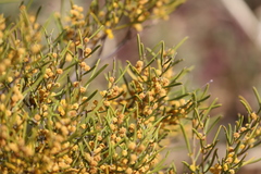 Acacia rigens