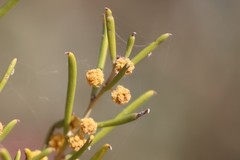 Acacia rigens
