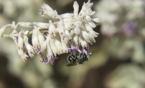 iNaturalist observation photo of Mason Bees