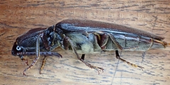 Pseudotetralobus
