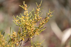 Acacia rigens