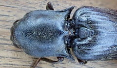 Pseudotetralobus