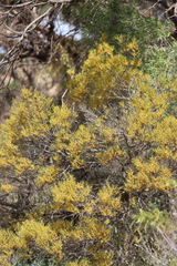 Acacia rigens