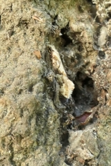 Crypsitricha mesotypa