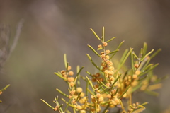 Acacia rigens
