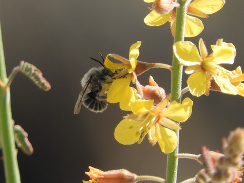 iNaturalist observation photo of Common Digger Bees