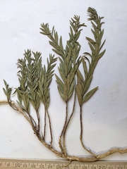 Comandra umbellata pallida