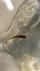 Cottus petiti
