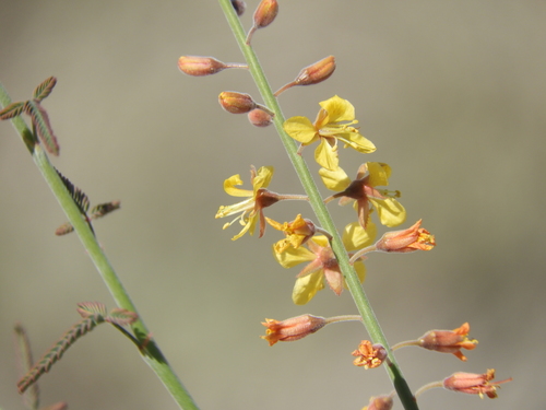 iNaturalist observation photo of Wand Holdback