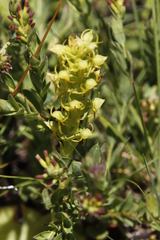 Habenaria lithophila