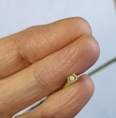 Comandra umbellata pallida