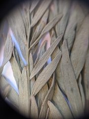 Comandra umbellata pallida