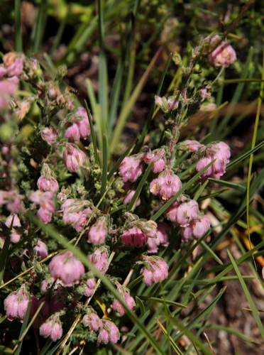 Image of Erica cooperi by (c) Tony Rebelo, some rights reserved (CC BY-SA)