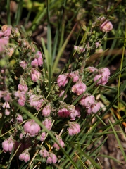 Erica cooperi